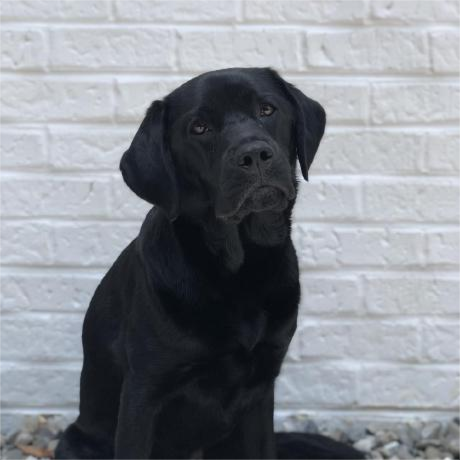 Joey profile photo